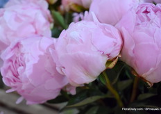 Dit is de Pillow Talk, ook zeer grootbloemig met grote en zware knoppen. Geliefd in bijvoorbeeld bruidsboeketten.